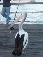 A Pelican outside of Sydney